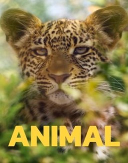 Animal T2